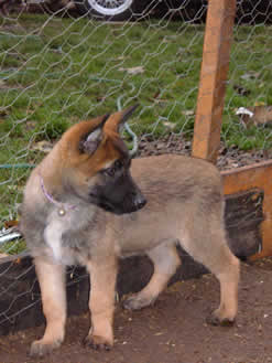 Belgian Shepherd Dog Malinois Puppy