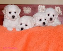 Bichon Frise Puppies at 7 Weeks Old