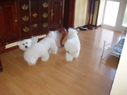 Three Bichon Frise Puppies