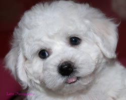 Bichon Frise Puppy at 7 Weeks Old