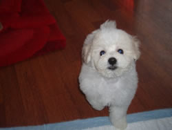 Bichon Frise Puppy at 8 Weeks Old