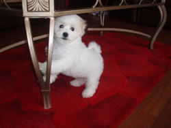 Bichon Frise Puppy at 8 Weeks Old