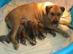 Mother and Boerboel Puppies