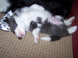 Ble White Bordr Collie Puppy 5 weeks old