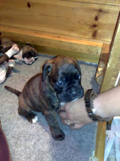 Boxer Puppy eating to the owner