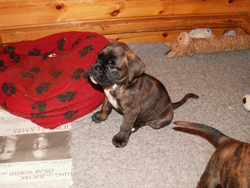 Boxer Puppy Sitting on the Floor