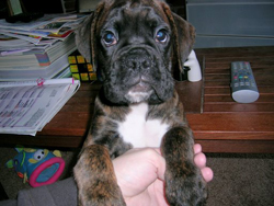 Boxer Puppy Looking at the Camera