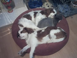 Cavalier King Charles Spaniel Puppies Ellie, Tia and The Cat Zaboo