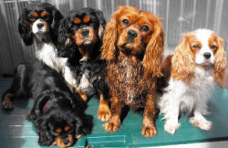 5 Cavalier King Charles Spaniels, all four colours.