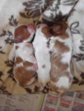 Cavalier King Charles Spaniel Puppies 4 Days Old