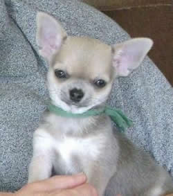 Chihuahua Puppy Lacy