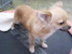 Long Coated Chihuahua
