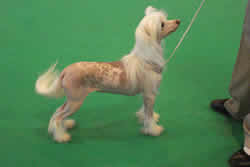Chinese Crested Dog Purdey