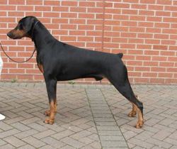 Dobermann Dog