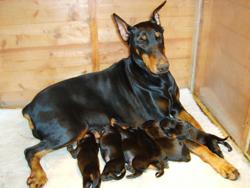 Dobermann Mother with Newborn Puppies
