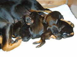 Dobermann Newborn Puppies