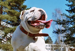 Eng.Bulldog:Princess Trulte-Louse of Norway.2 years young