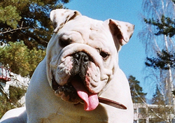 Eng.Bulldog:Princess Trulte-Louse of Norway.2 years young