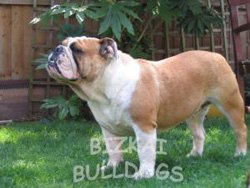 English Bulldog Daisy Standing on the Grass