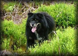 Finnish Lapphund 5 years old
