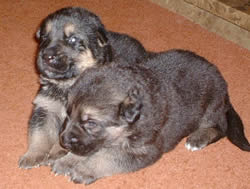 2 German Shepherd Puppies