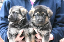 2 German Shepherd Puppies