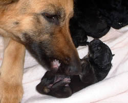 New Born German Shepherd Puppy