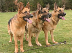 3 German Shepherds