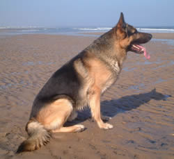 German Shepherds Jack at the beach