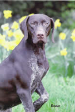 German Shorthaired Pointer Puddleduck 