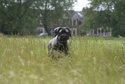 Giant Schnauzer Standing on the Grass