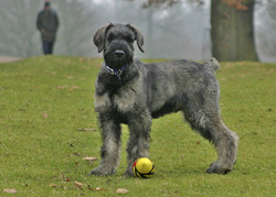 Giant Schnauzer Playing with Ball on the Park