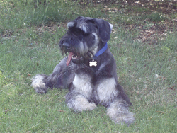Giant Schnauzer Standing in the Park