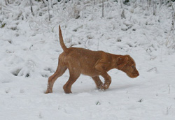 Puppy on a scent in the snow