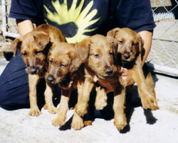 4 Young Irish Terrier Puppies