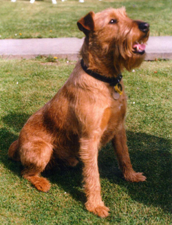 Irish Terrier Dog