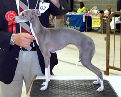 Italian Greyhound