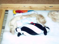 Italian Spinone Puppy Sleeping on the Matress