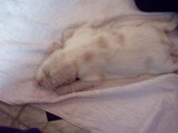 Italian Spinone Puppy Sleeping on the Cloth