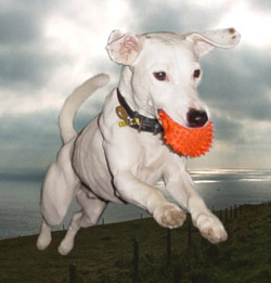 Bedlington Terrier Dog