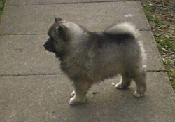 Keeshond Puppy Side View