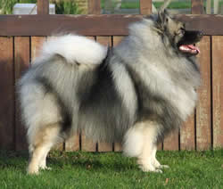 Keeshond Connor