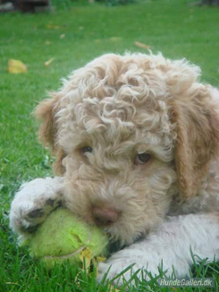 Lagotto Romagnolo Puppy playing with a ball