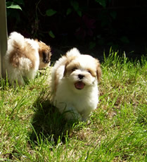 Lhasa Apso Puppies Pic