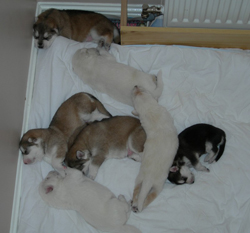 Northern Inuit Puppies