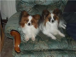 Papillon Dean and Beau Brothers
