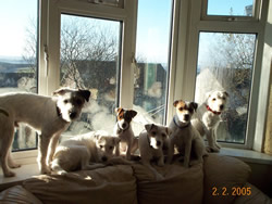 Parson Russell Terrier Puppies Pic