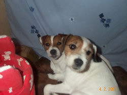 Parson Russell Terrier Puppies Pic