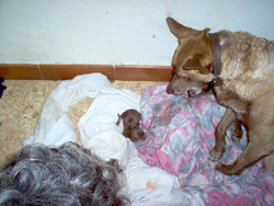 Portuguese Podengo with her newborn puppy