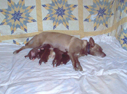 Portuguese Podengos Mother and newborn puppies
